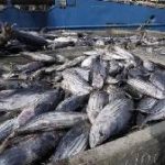 Ghana takes steps to boost fish export earnings