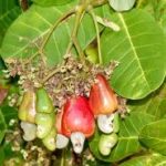 Local cashew processors face competition from exporters