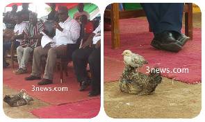 Moment of awe: Chicken and chick ‘welcome’ Mahama at Dixcove