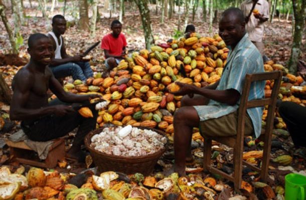 NPP will revive collapsed cocoa industry – Akufo-Addo