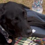 Community Rallies for Disabled Dog Whose Wheelchair Was Stolen