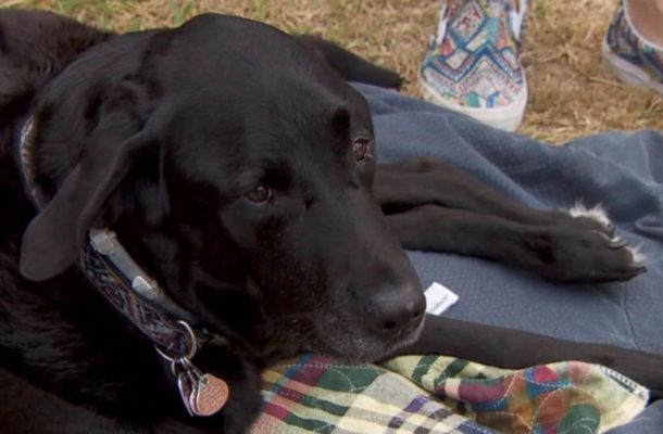 Community Rallies for Disabled Dog Whose Wheelchair Was Stolen