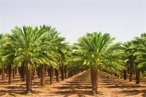 Africa Sustainable Palm Oil Conference to take place in Ghana