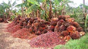 Cabinet approves regulator for oil palm sector