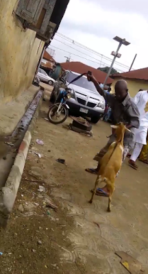 Video/Photos: A Nigerian man beats a goat for eating his Jollof