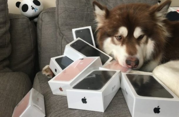 Chinese billionaire's son buys his dog eight iPhone 7s