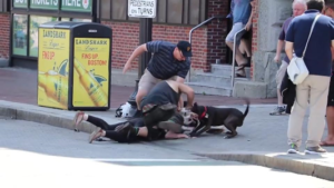 Video/Photos: Pitbull dog savages smaller dog and then mauls owner when she tries to intervene