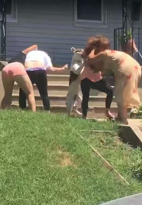 VIDEO/PHOTOS: Watch as family engage in free for all fight on front lawn and even their pets crash the party