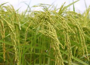 Private sector must invest in local rice industry