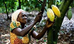 Cocoa farmers unhappy with ‘meagre’ hike in producer price
