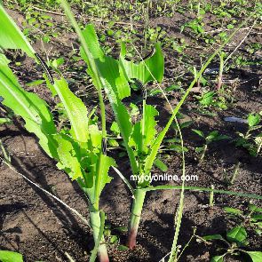 Armyworms invade farms in Akatsi North District