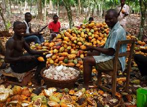 New cocoa prices meant to motivate farmers – Cocobod