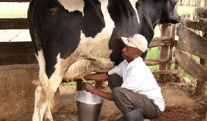 Economy losing out on US$400 billion dairy market