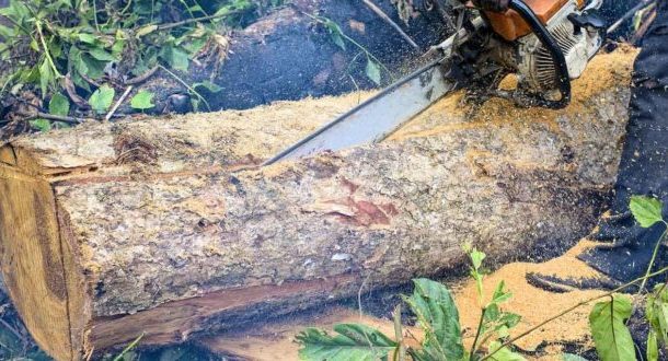 Forestry Commission investigates staff involvement in illegal operations