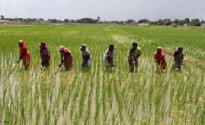 Sustainable Rice Systems Development in Sub-Saharan Africa project underway