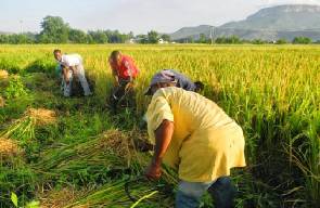25,000 rice farmers benefit from TechnoServe CARI project