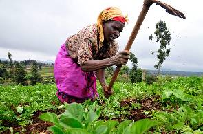Food insecurity to hit Ghana if... - Women in farming warn