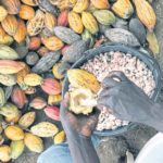 Ghana to sell bills, notes to fund replanting of cocoa
