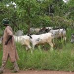 Alhaji Grunsah fight Government over cattle killing spree in Agogo