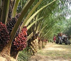 Ghana’s Palm Oil Sector faces climate and Market Pressures amid sustainability push
