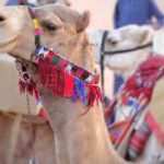 Photos: 12 camels disqualified from a beauty contest with $57 million grand prize in Saudi Arabia