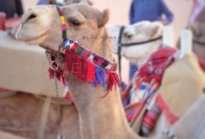 Photos: 12 camels disqualified from a beauty contest with $57 million grand prize in Saudi Arabia