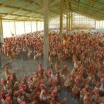 Planting for Food, Jobs: Poultry farmers rubbish Government's success claim