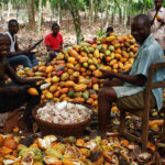 GAWU debunks attempts to reduce cocoa prices in Ghana