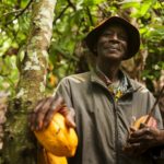 Ghana makes progress in developing Black-Pod resistant cocoa seeds