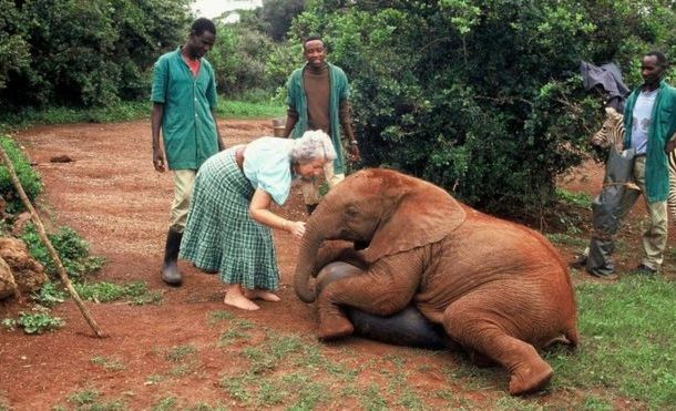 Kenya elephant conservationist Daphne Sheldrick dies, aged 83