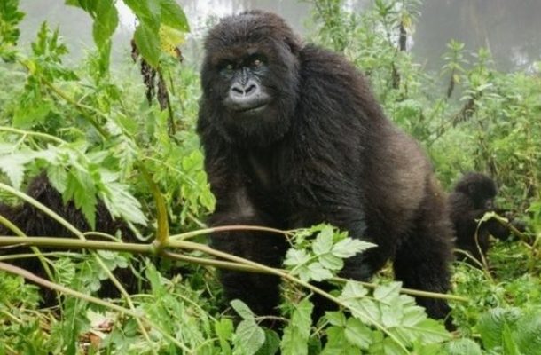 Why tourists go to Virunga National Park