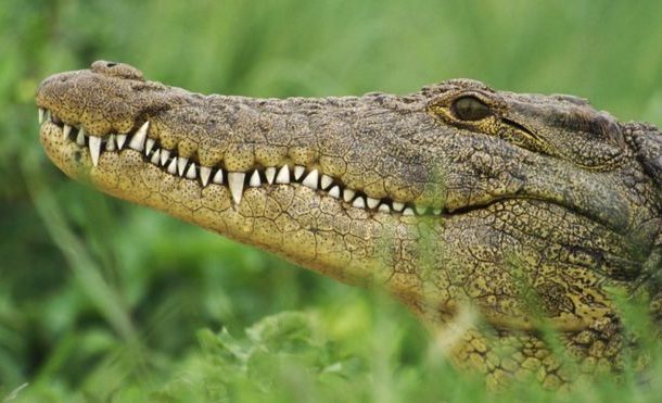 Crocodile kills Ethiopian pastor during lake baptism