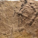Oldest 'footprints' found in China