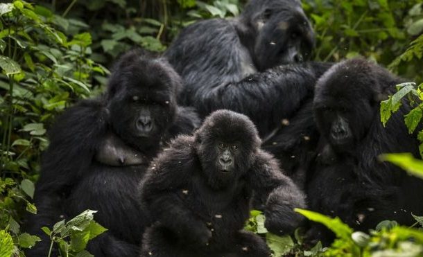 DR Congo: Oil drilling allowed in wildlife parks