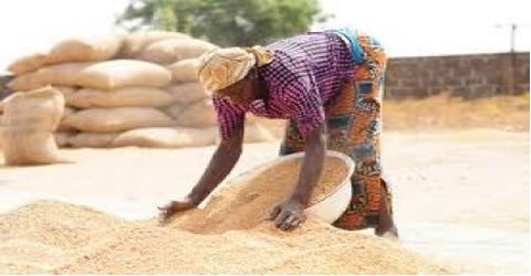 Nigeria to close border with neighbouring country over poisonous rice