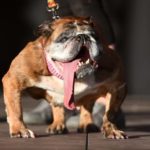 PHOTOS: English bulldog scoops $1500 prize money after winning World's Ugliest Dog pageant