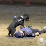 VIDEO: Dog performs CPR on collapsed Police Officer