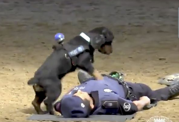 VIDEO: Dog performs CPR on collapsed Police Officer