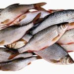 Gov't to ban importation of tilapia and ornamental fish over virus scare