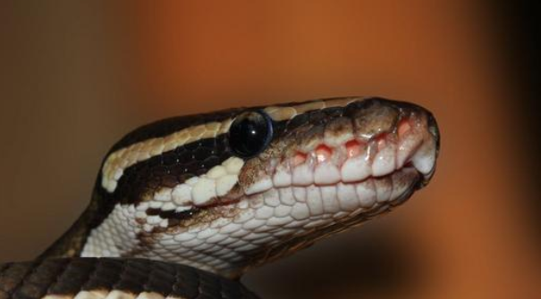 SHOCKING VIDEO: Huge python swallows Indonesian woman