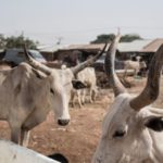 Nigeria: Dozens killed by cattle thieves in Zamfara State