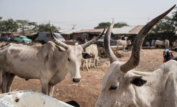 Nigeria: Dozens killed by cattle thieves in Zamfara State