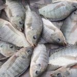 Hasty tilapia import ban affecting businesses – Volta Catch