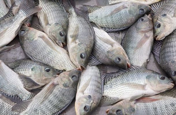 Hasty tilapia import ban affecting businesses – Volta Catch
