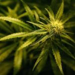 Medicinal cannabis products to be legalised