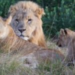 Lions eat 'rhino poachers' on South African game reserve