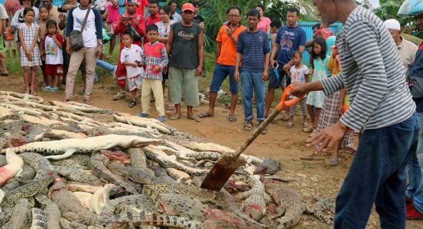 Indonesia: 292 crocodiles killed to avenge man’s death