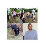 PHOTOS: Man caught sleeping with cow, reveals why he prefers animals to girls