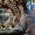 Hippo bite kills Chinese tourist in Kenya