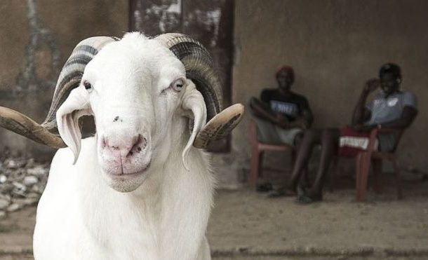 'Save trees when roasting Eid sheep' in Niger